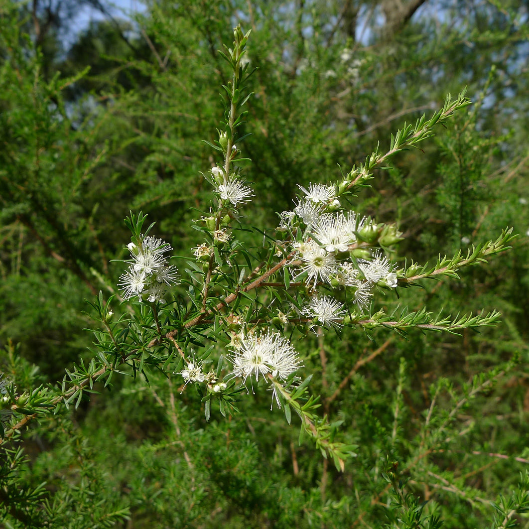 Tasmanian Kunzea Oil - As Seen on WIN News