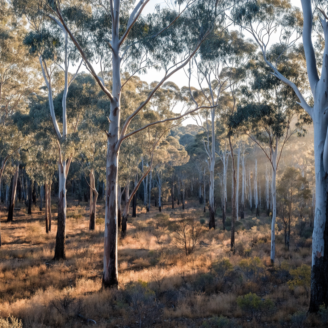 Sunlit Australian eucalyptus bushland with tall gum trees and narrow blue-green leaves