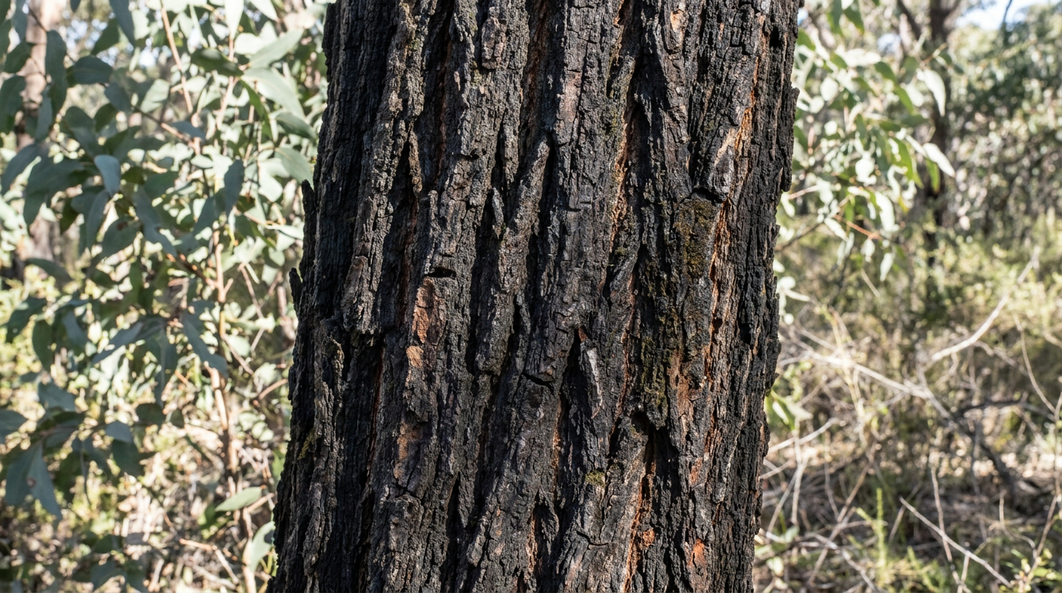 Deeply furrowed dark bark of an ironbark eucalypt in Australian bushland
