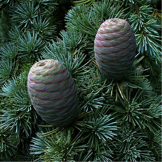 Cedarwood (Cedrus atlantica) — ingredient used in Zea natural wellness products