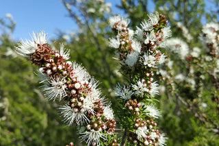 Kunzea (Kunzea ambigua) — ingredient used in Zea natural wellness products