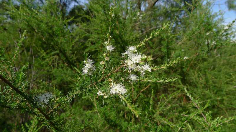 Kunzea: the native Australian plant helping Zea go global