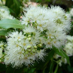 Australian Lemon Myrtle