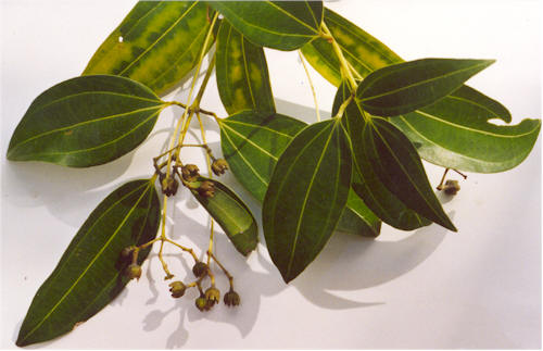 Cinnamon Bark (Cinnamomum verum) — ingredient used in Zea natural wellness products