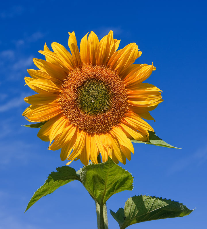 Sunflower Oil (Helianthus annuus) — ingredient used in Zea natural wellness products