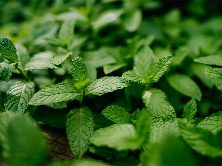 Australian Spearmint (Mentha spicata) — ingredient used in Zea natural wellness products